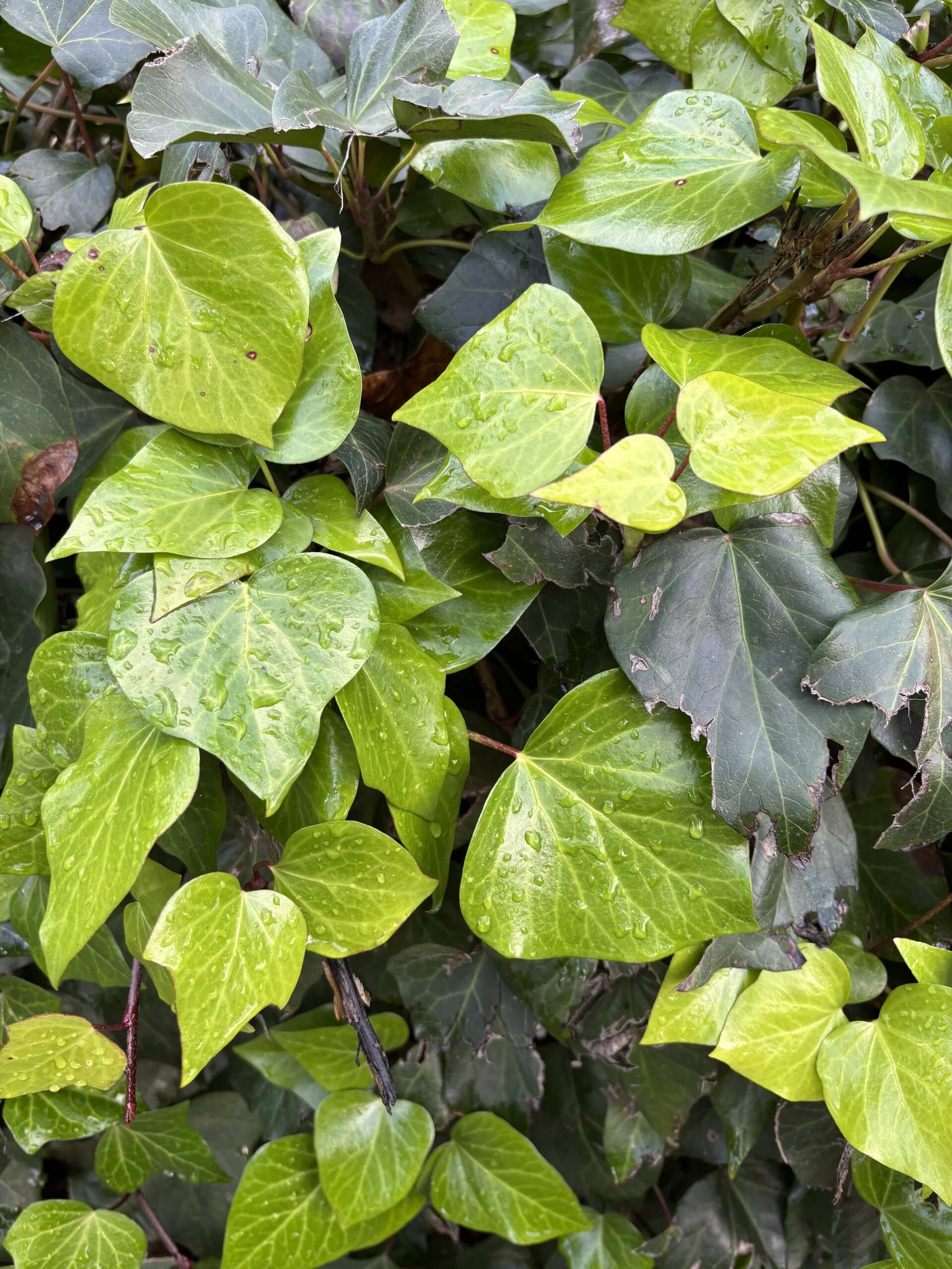 New Growth